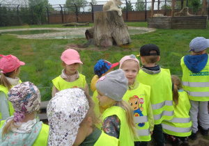 Przedszkolaki stoją przy wybiegu z lwami